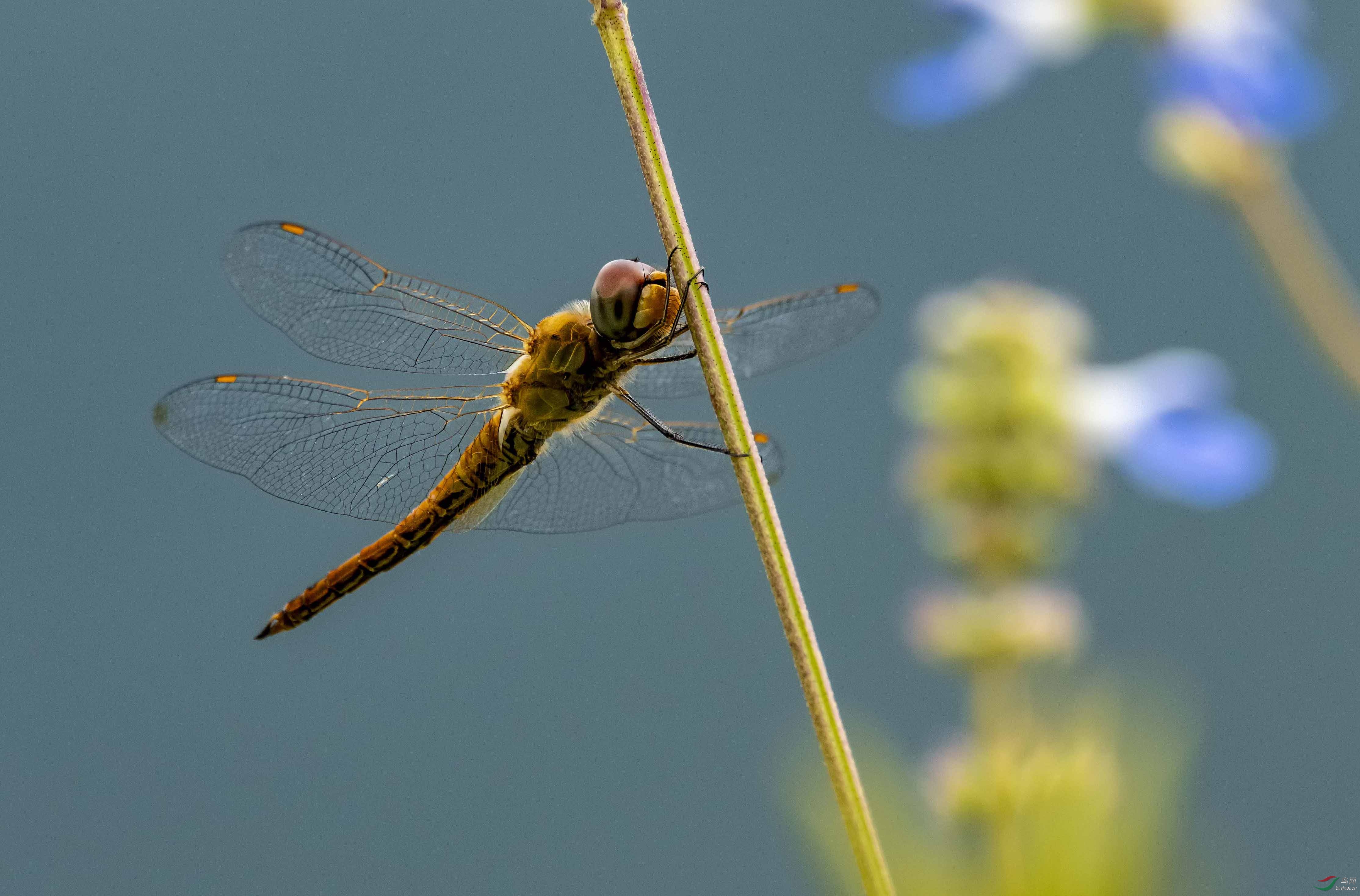 DSC_8841-3.jpg