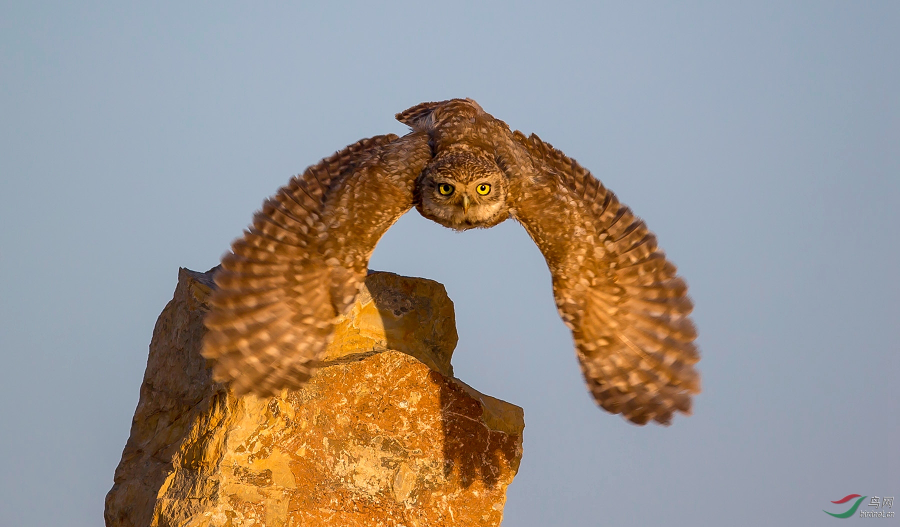 姿势有点夸张——纵纹腹小鸮