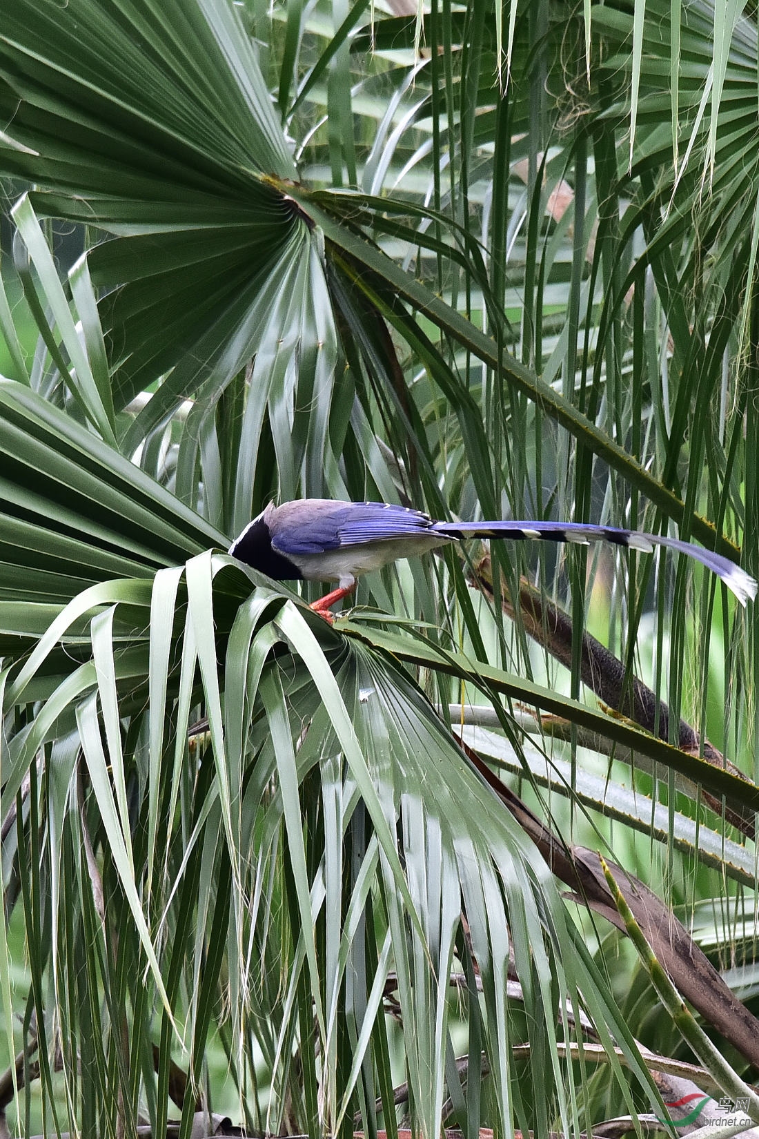 庭前芭蕾 (母山鹧与公山鹧)
