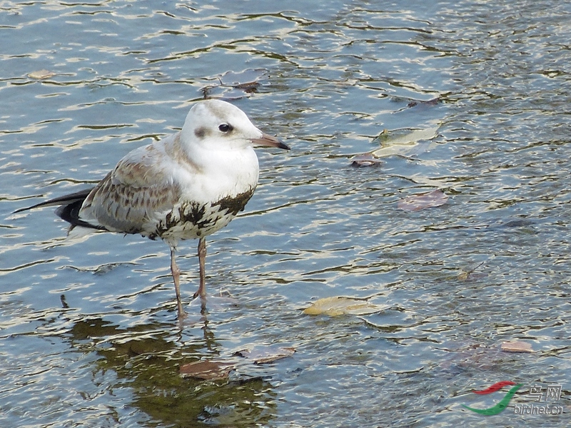 P8910058 - ����.JPG