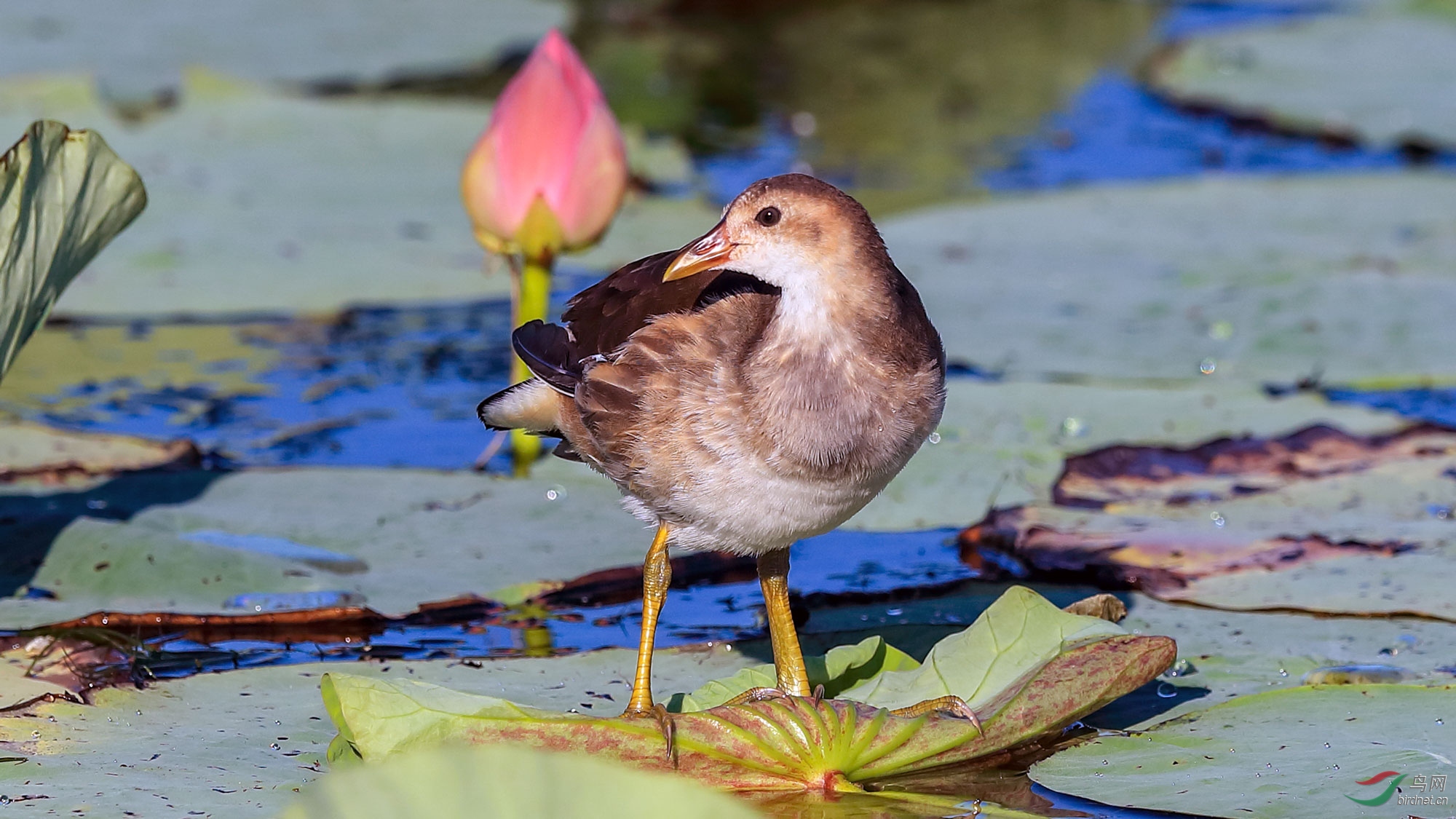 AP1I4750 - ����.jpg