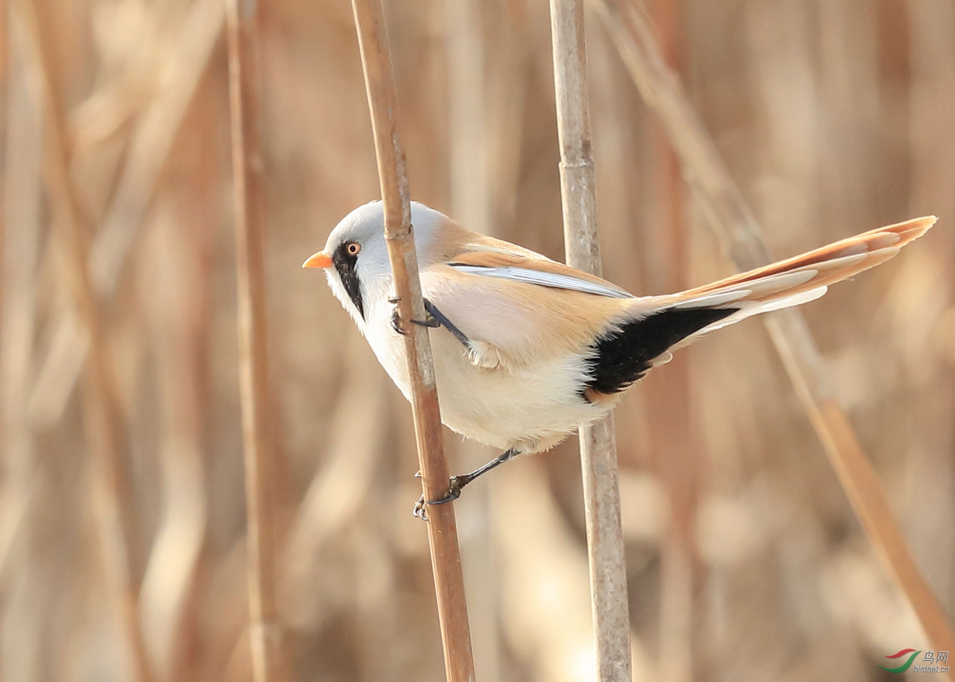 AP1I9018 - ����.jpg