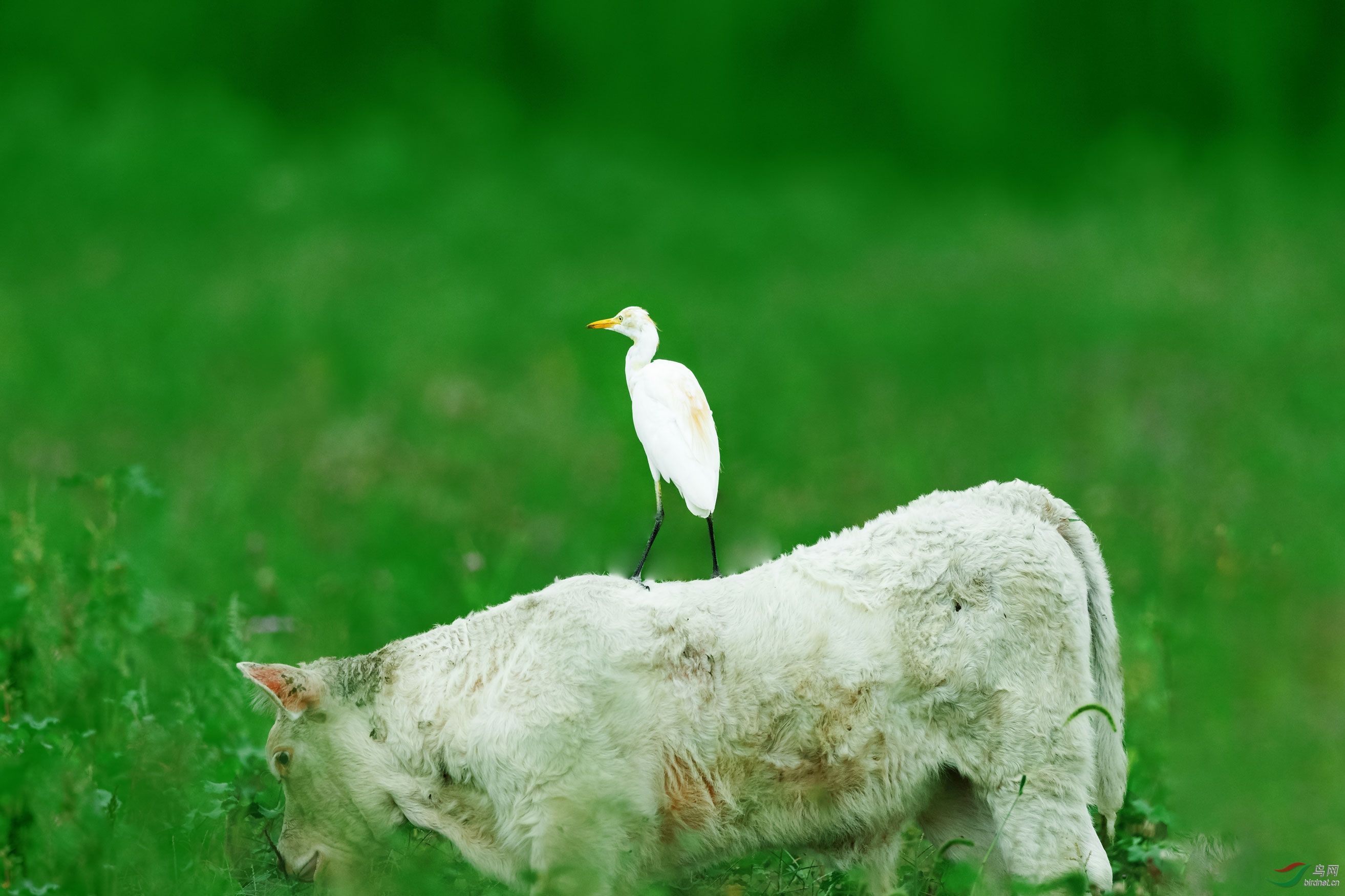 AP1I9163 - ����.jpg