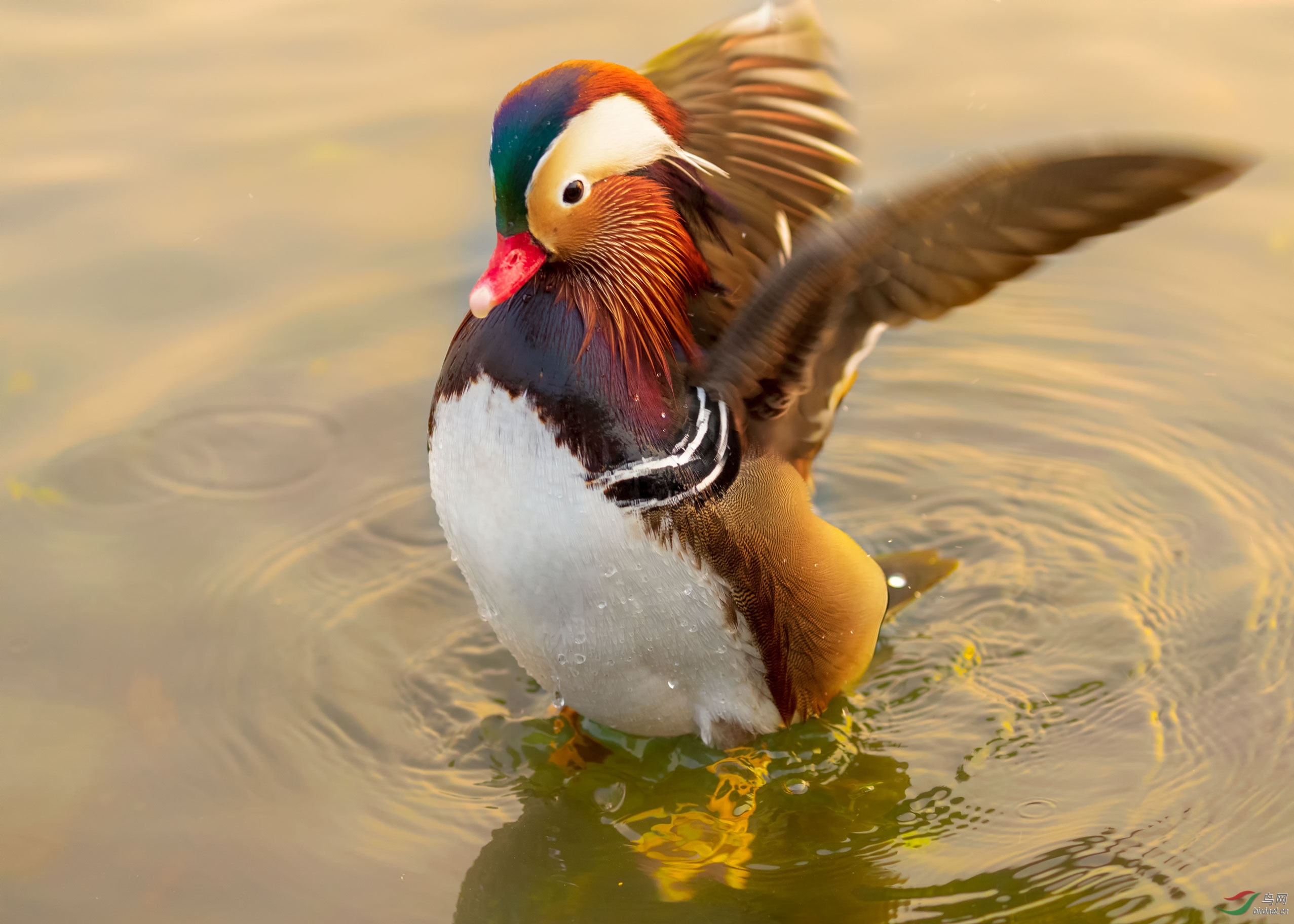 AP1I36711 - ����.jpg