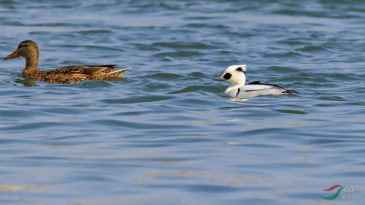一白一黑(白秋沙鸭)