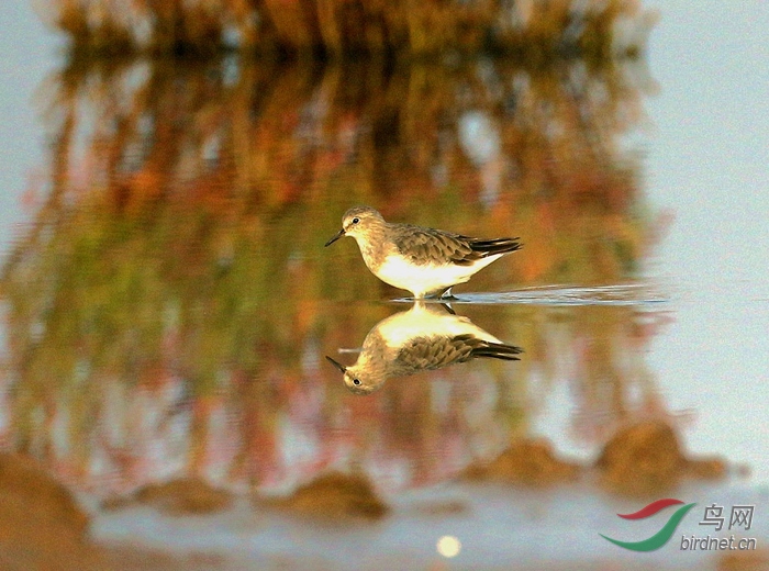 ��β����