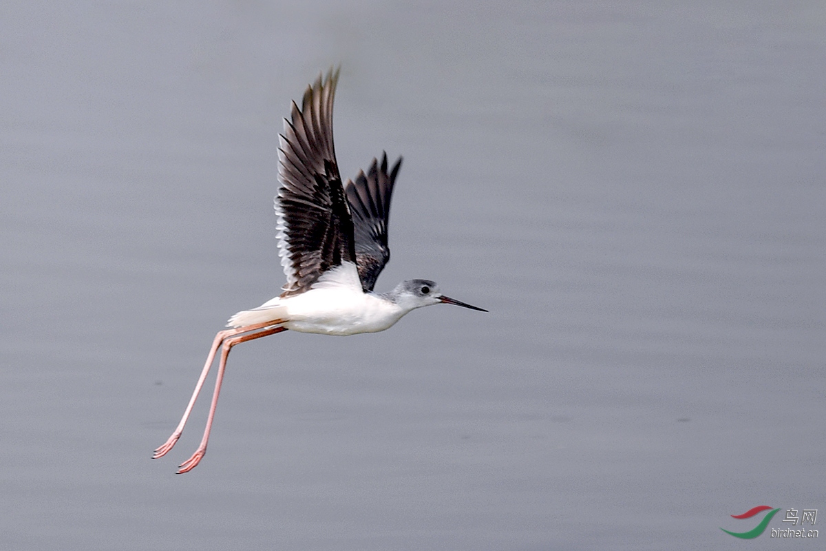 DSC_p8576.jpg
