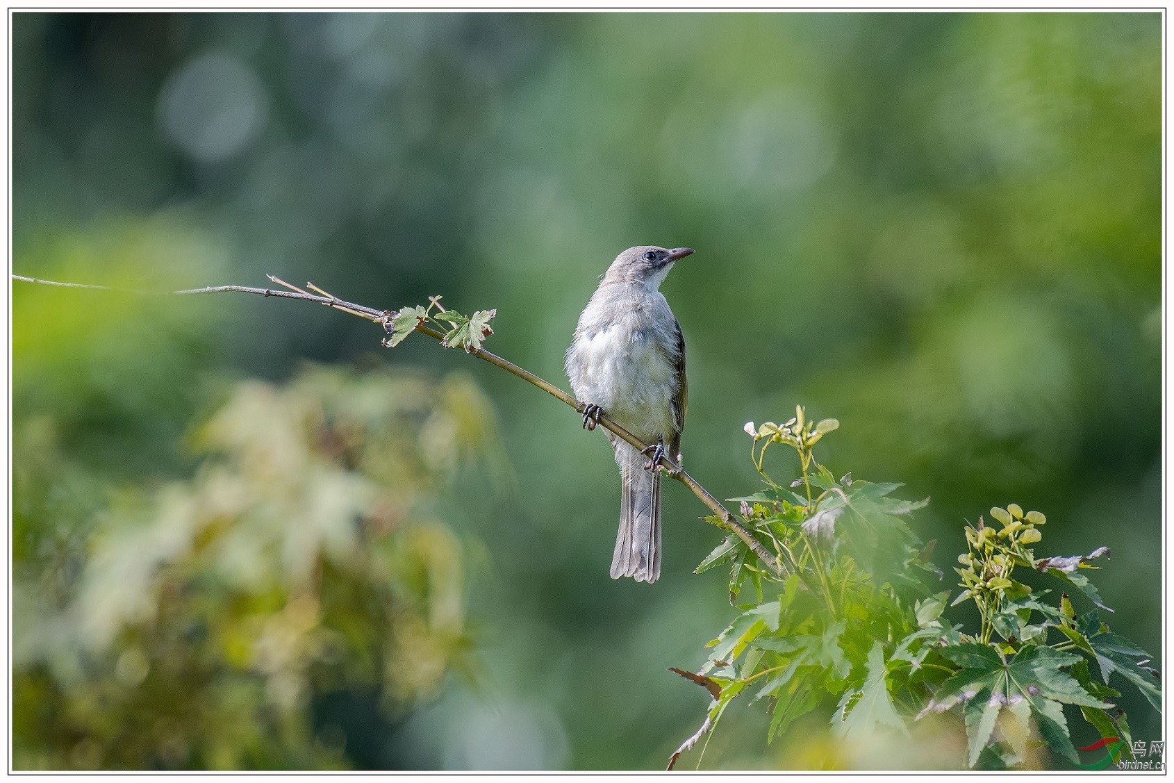 ������ֻ��ͷ