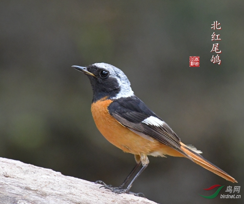 DSC_5010 - ���� (2).JPG