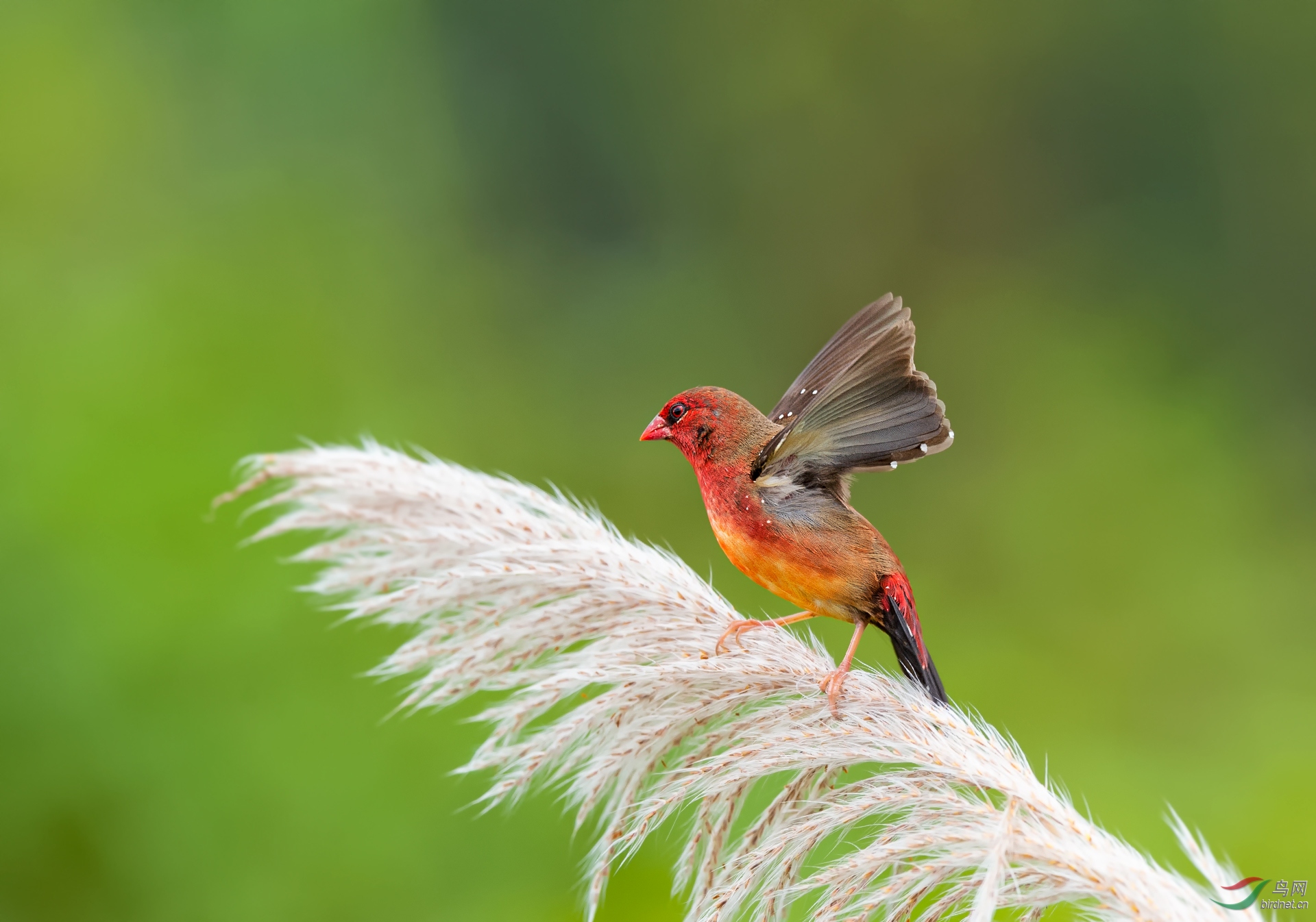 红梅花雀——红梅花开!