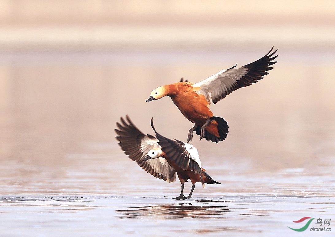 ����Ѽ����