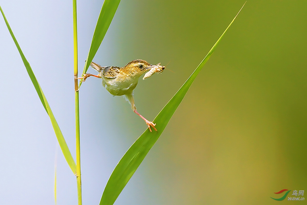 TX0A5225.jpg