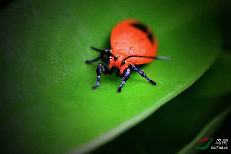 [动物] 昆虫影像(157)