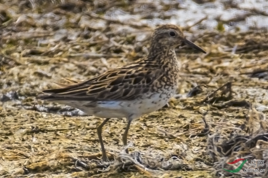 DSC_9601c.jpg