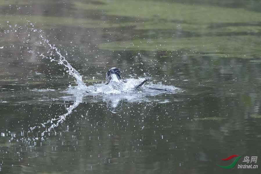 20180224-DSC00971-17 - ����.JPG