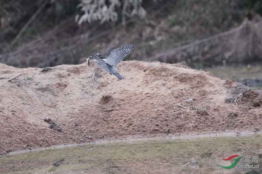 20180224-DSC01019-65 - ����.JPG