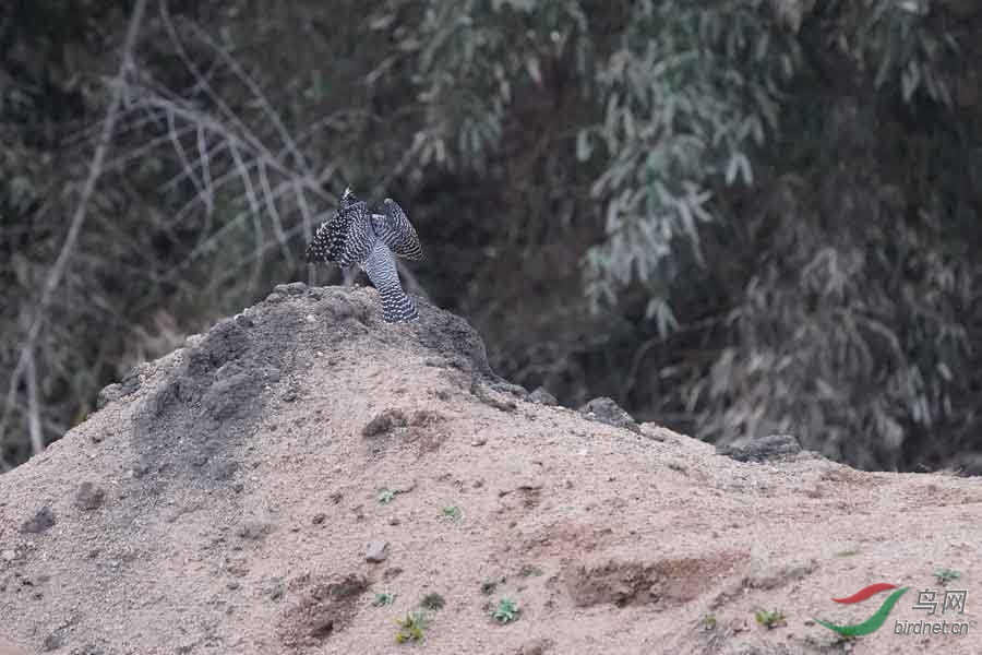 20180224-DSC01042-88 - ����.JPG