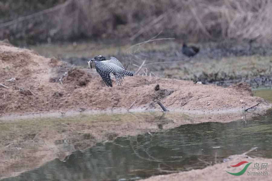 20180224-DSC01013-59 - ����.JPG