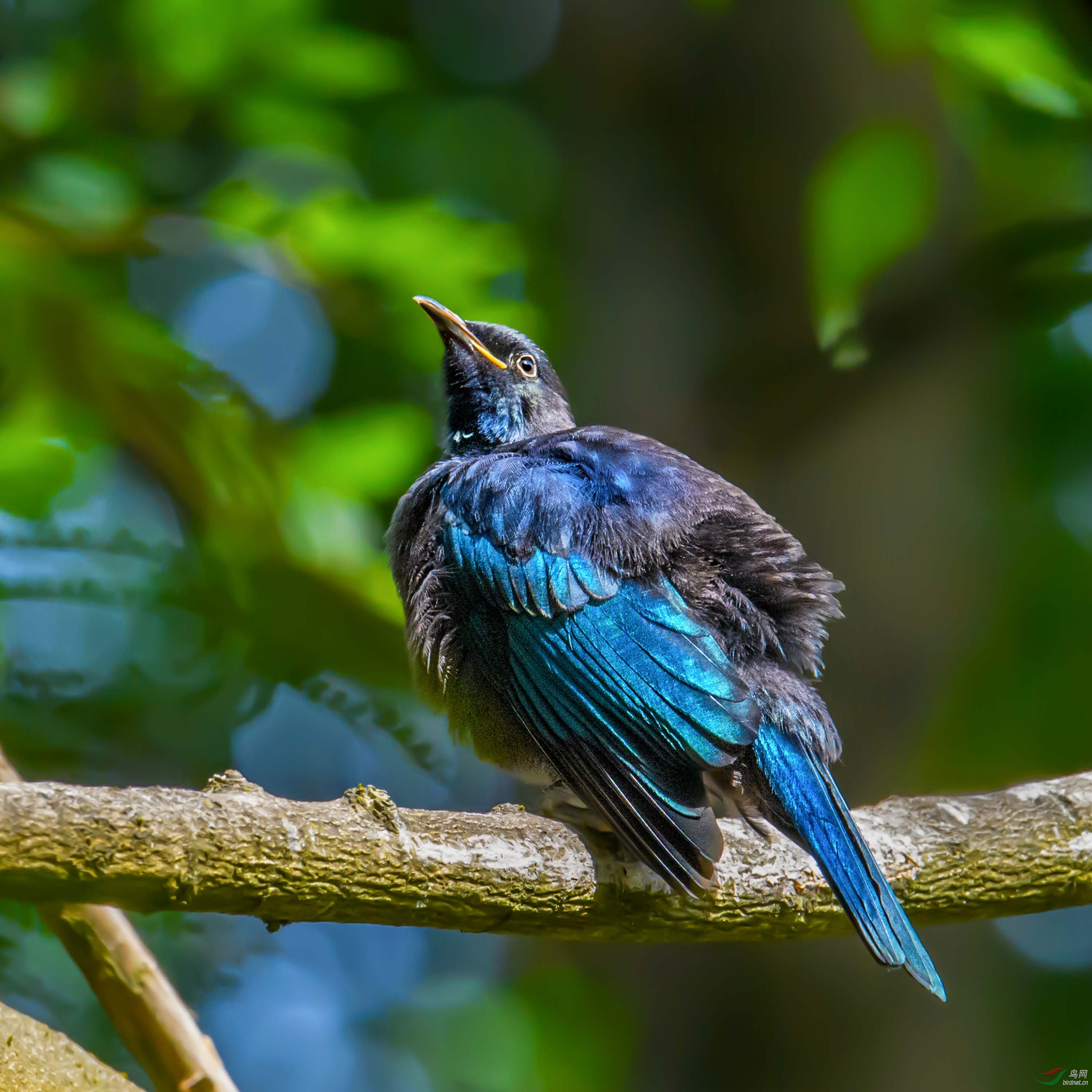 簇胸吸蜜鸟幼鸟(摄于新西兰)