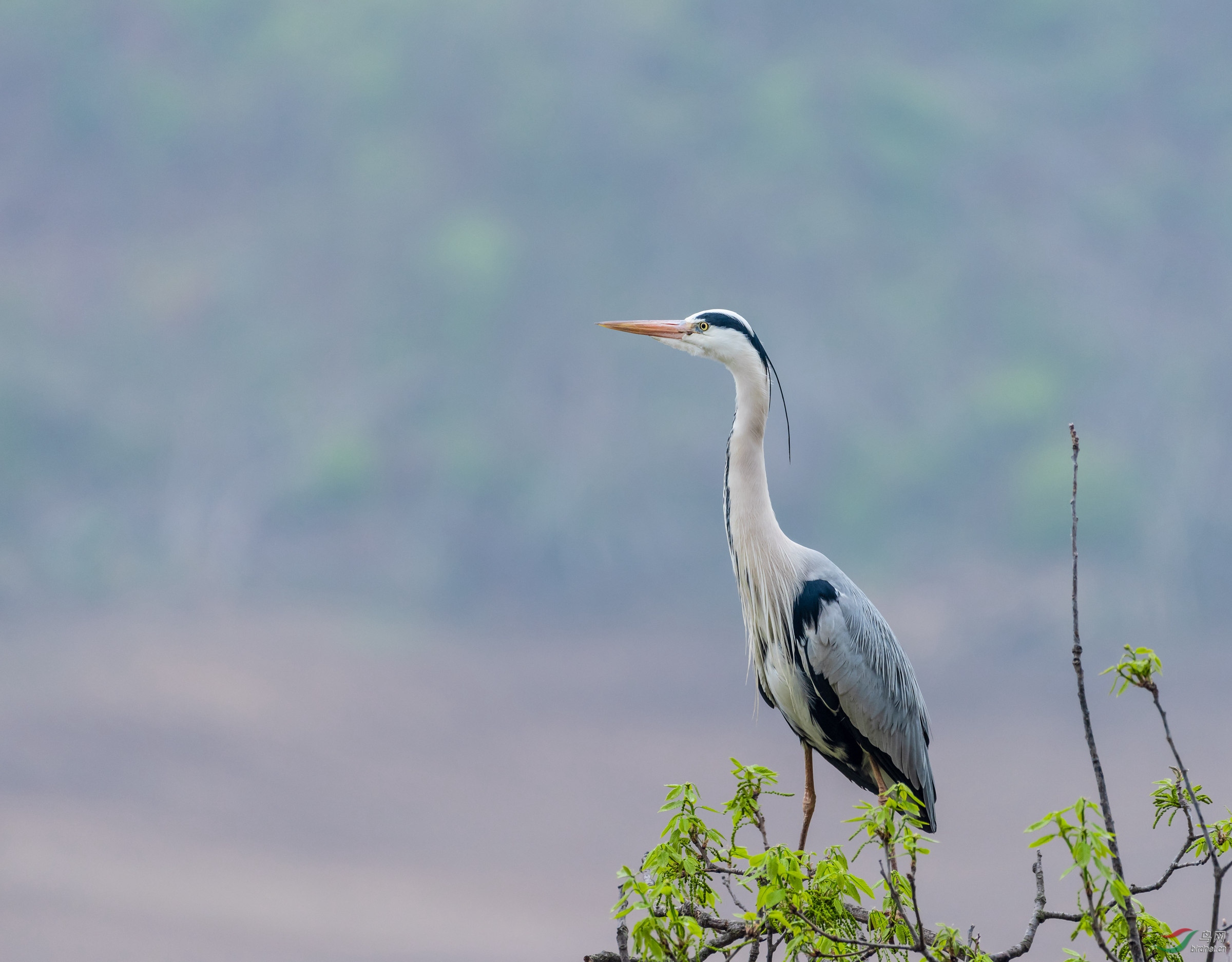 DSC_6072_����.jpg