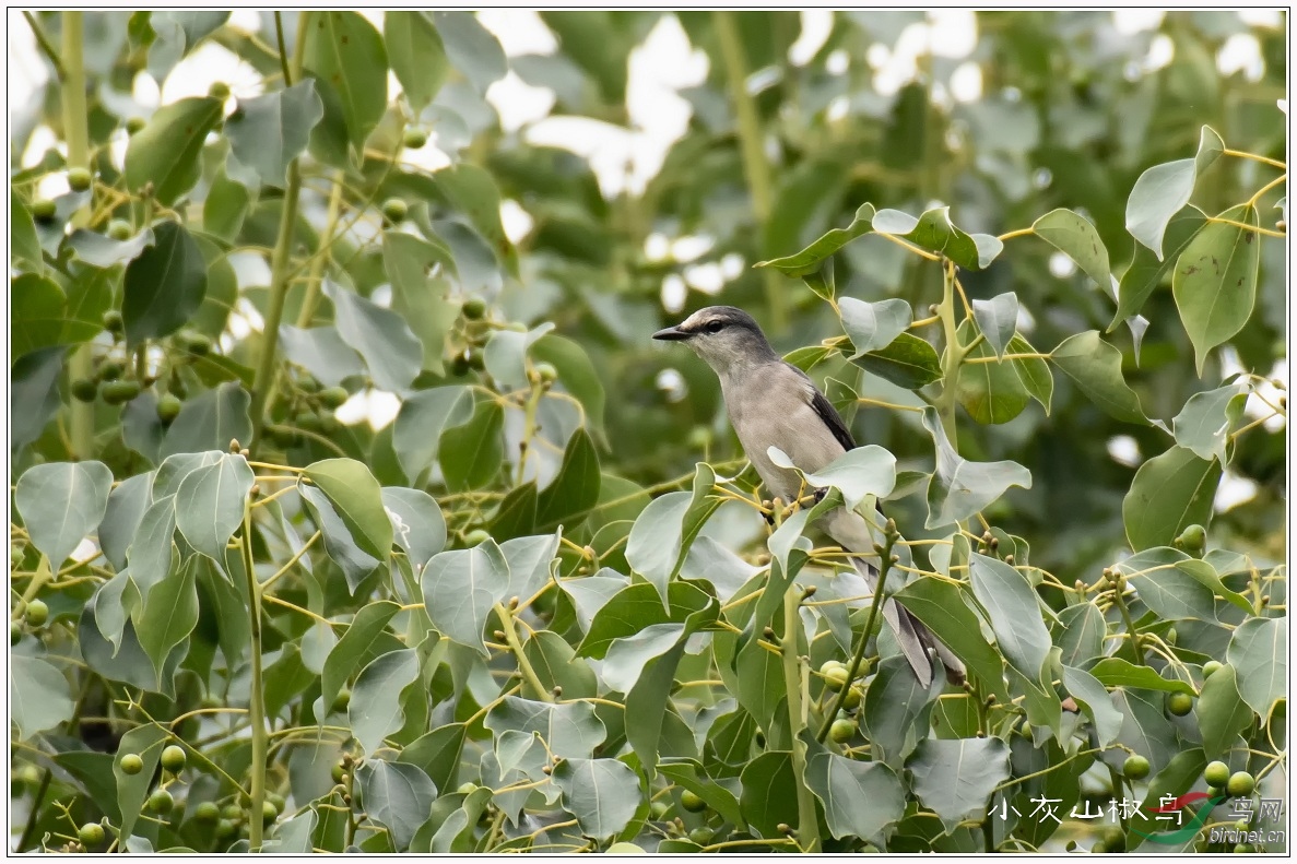 Զ��С��ɽ����