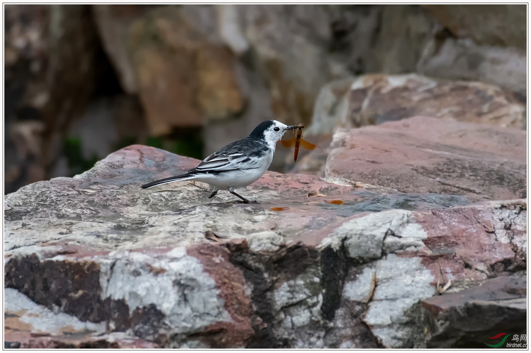 ���Ű��n�_������