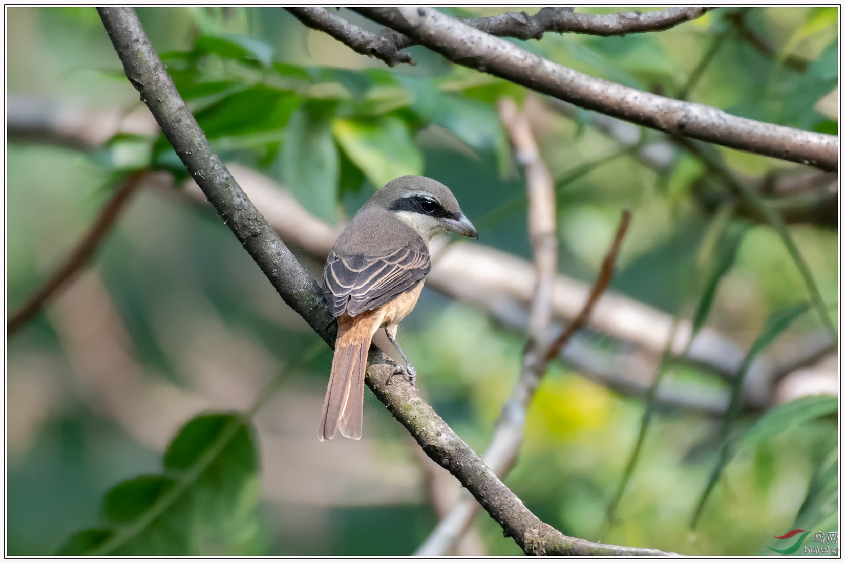 ��β����