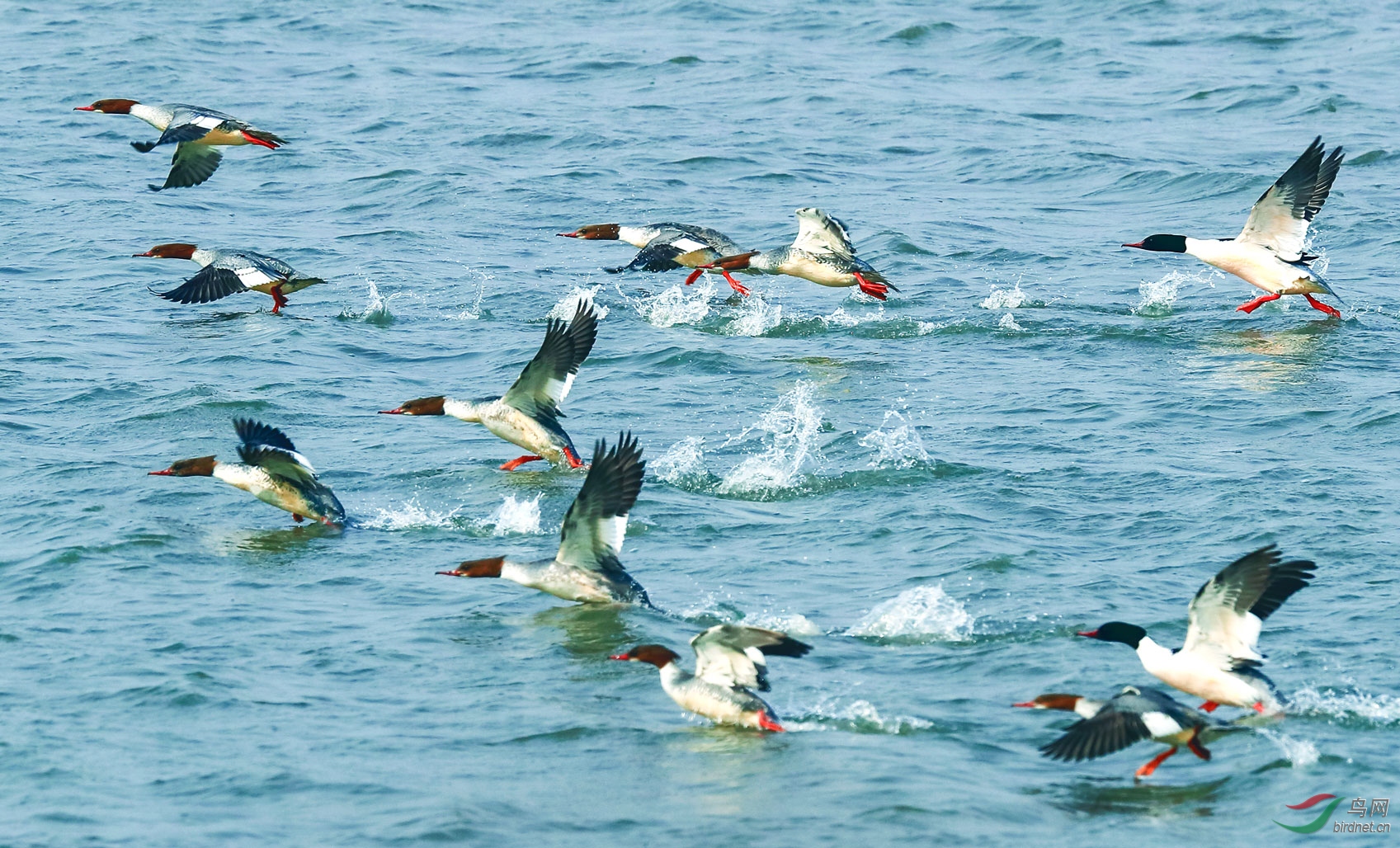 AP1I01091 - ����.jpg