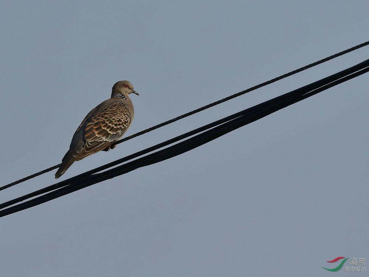 DSC_0134_conew1.jpg