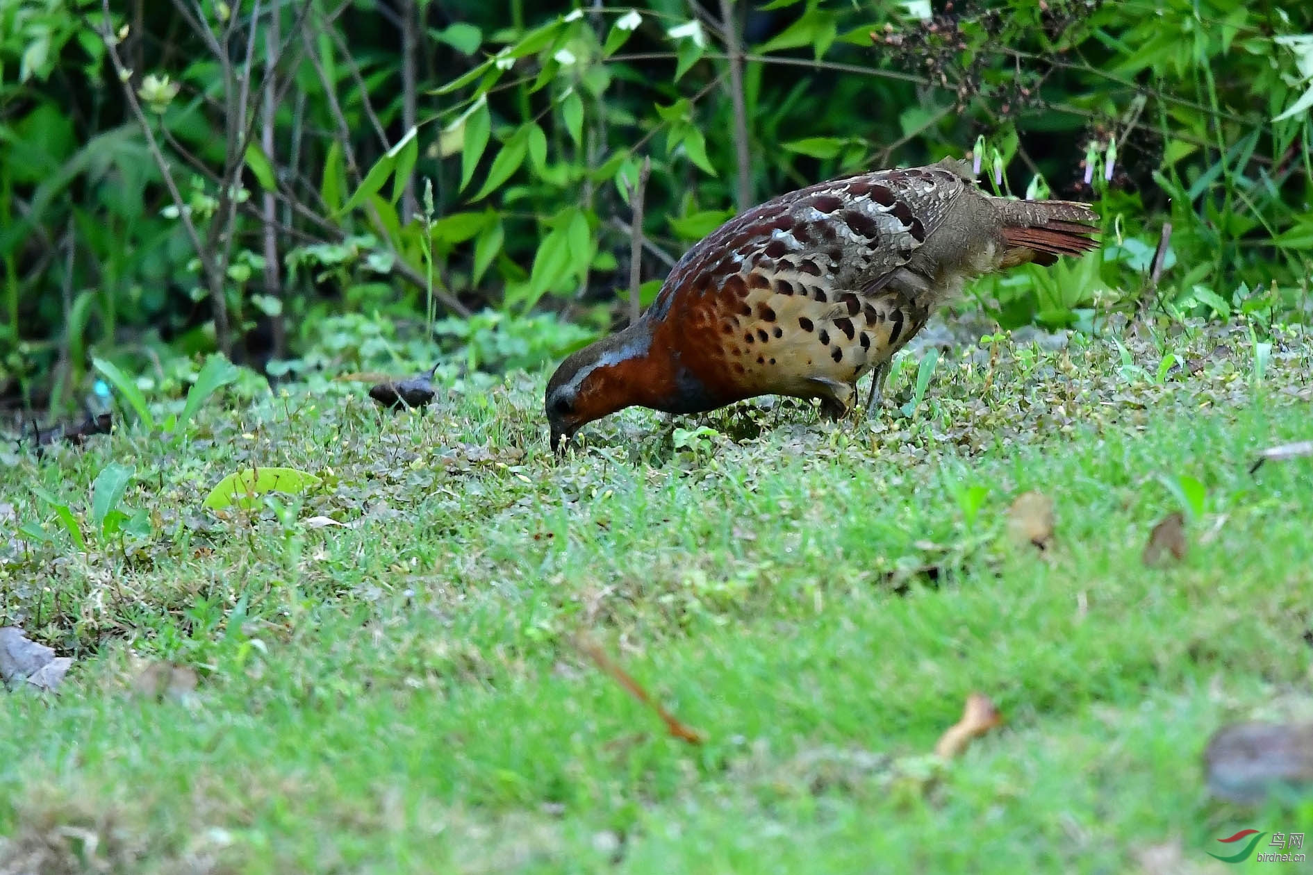 DSC_6768_����.jpg