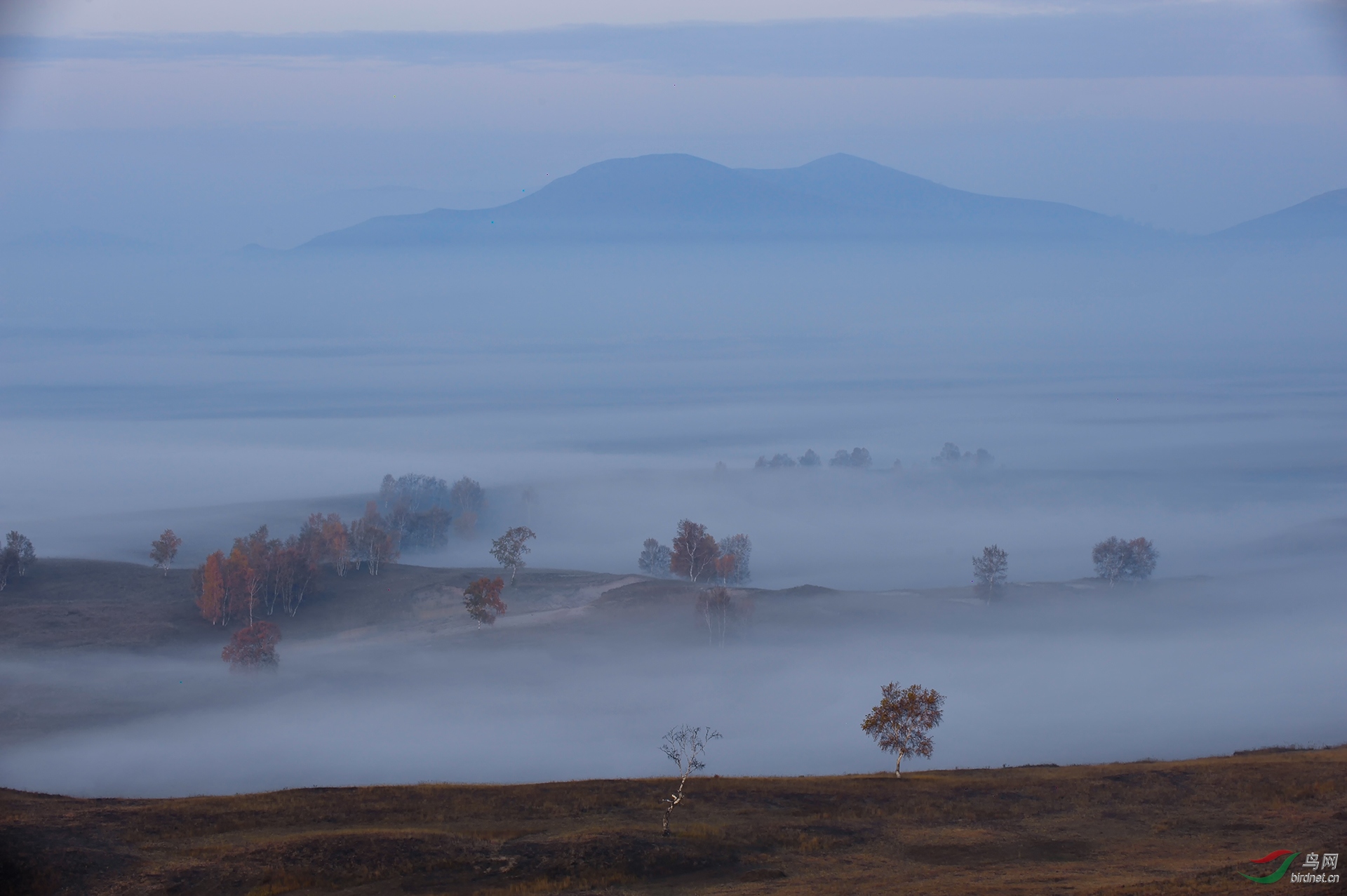 若隐若现白桦林