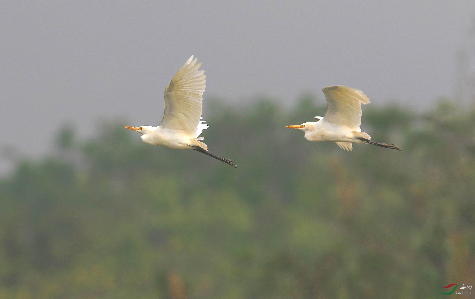 A33A3446 - ����.JPG