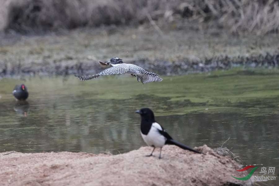 20180224-DSC01003-49.JPG