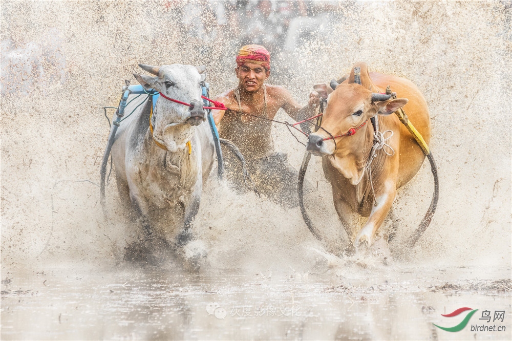 �Ҷ�Ӱ����ֲ���������Ӱʦ��Ʒ