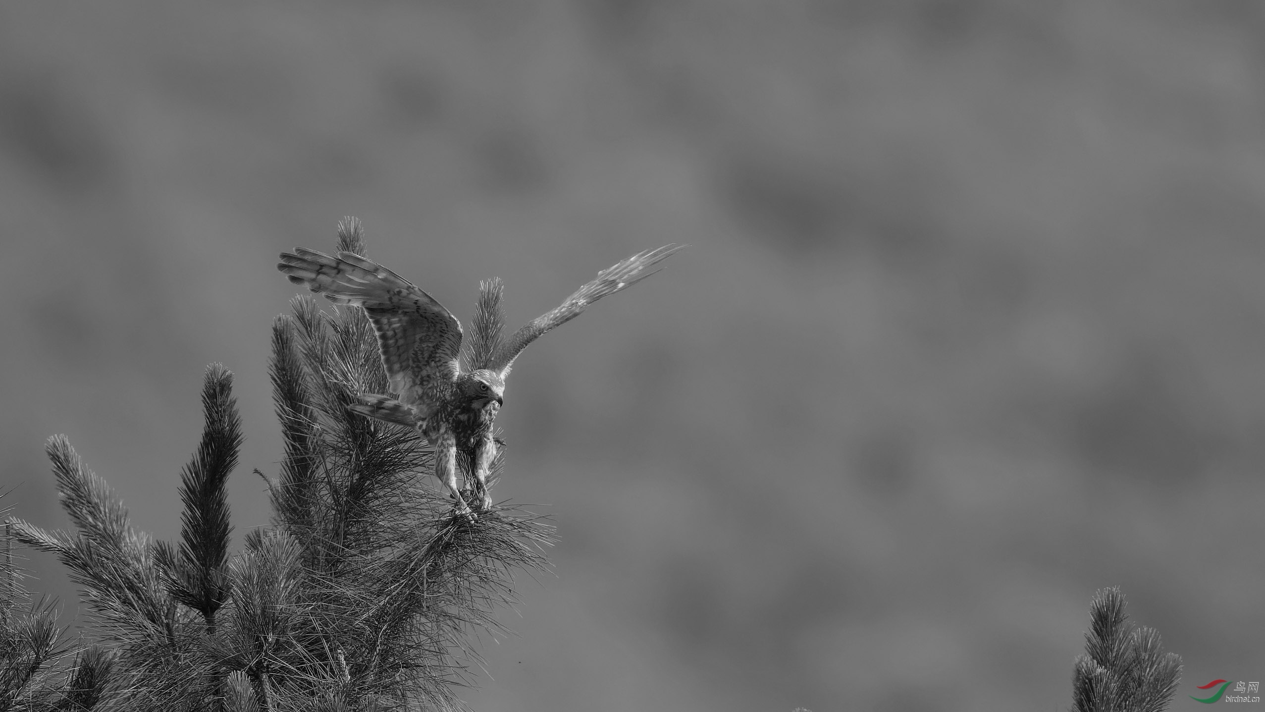 枝头独舞——灰脸鵟鹰