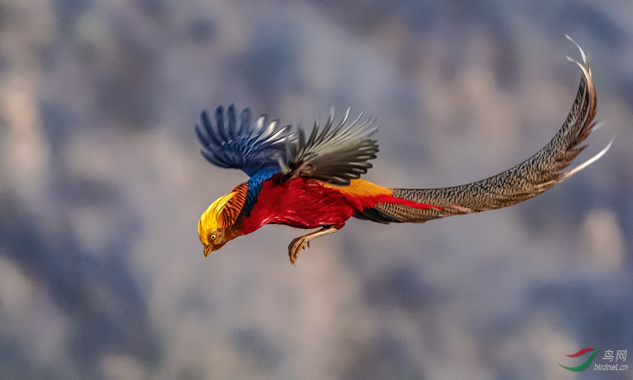 ����������Ͽ��ɽ��