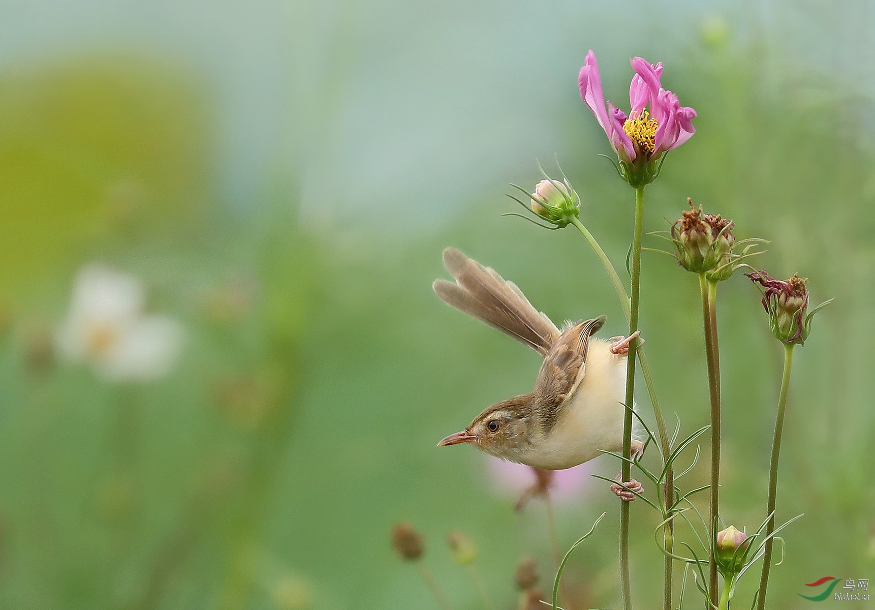 花丛中的小小鸟