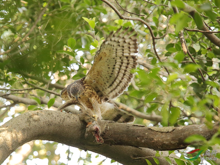 AJ3A3379.JPG