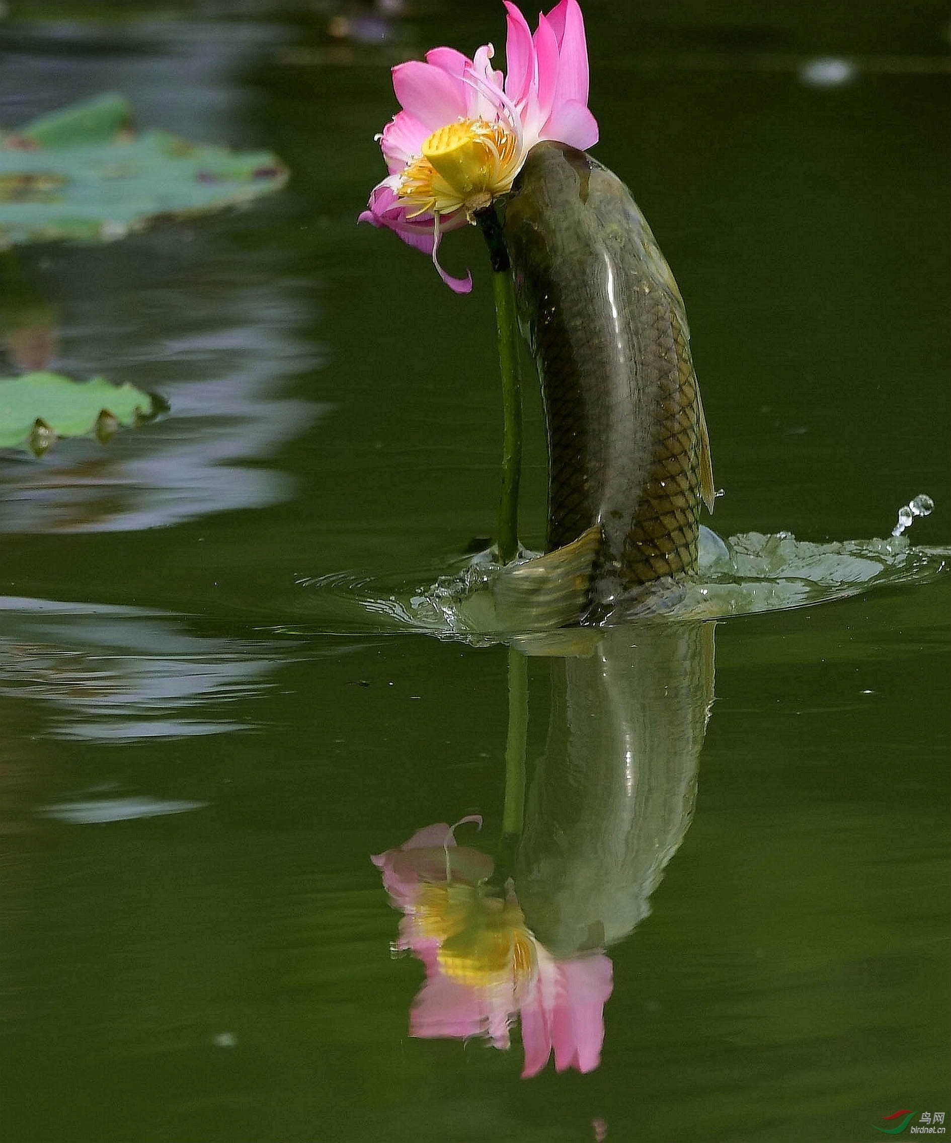 DSC_8079_����.jpg