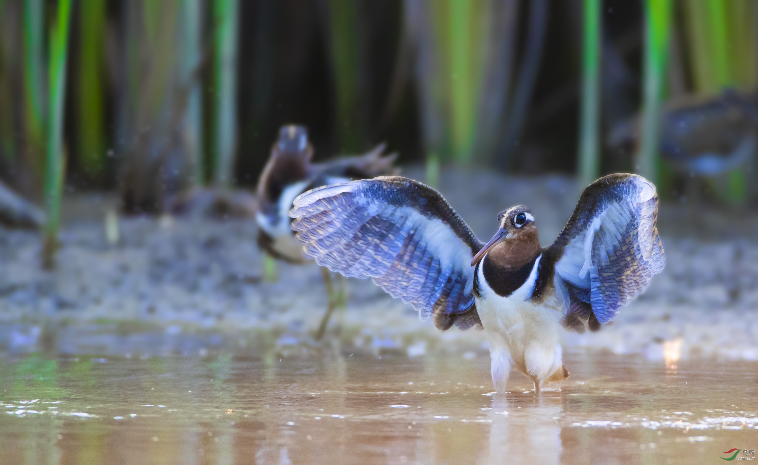 早安中国鸟网摄影师版—— 彩鹬
