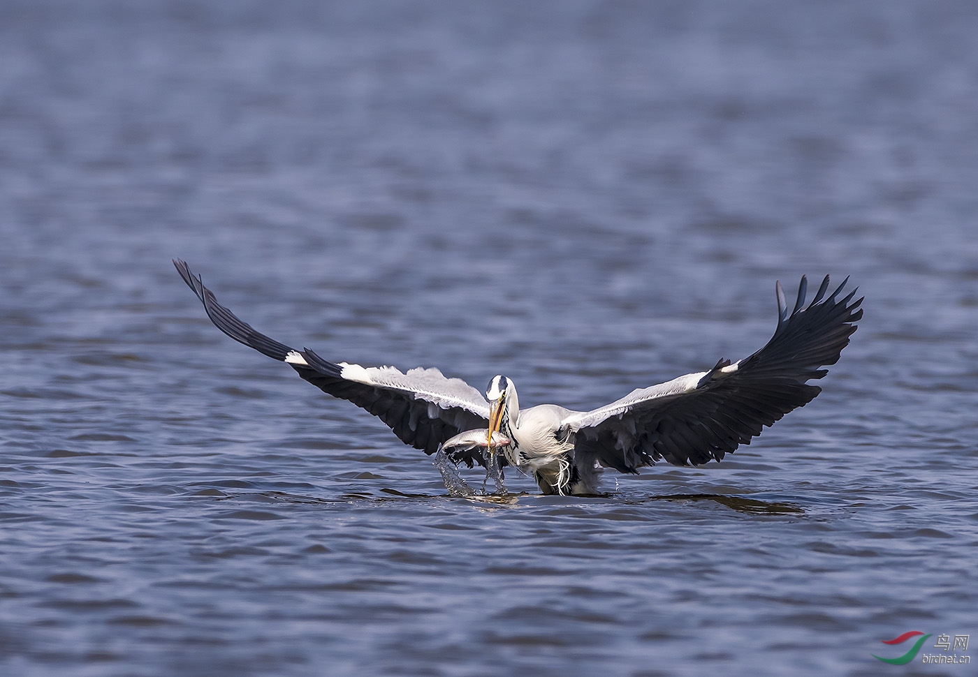 DSC_6626.jpg