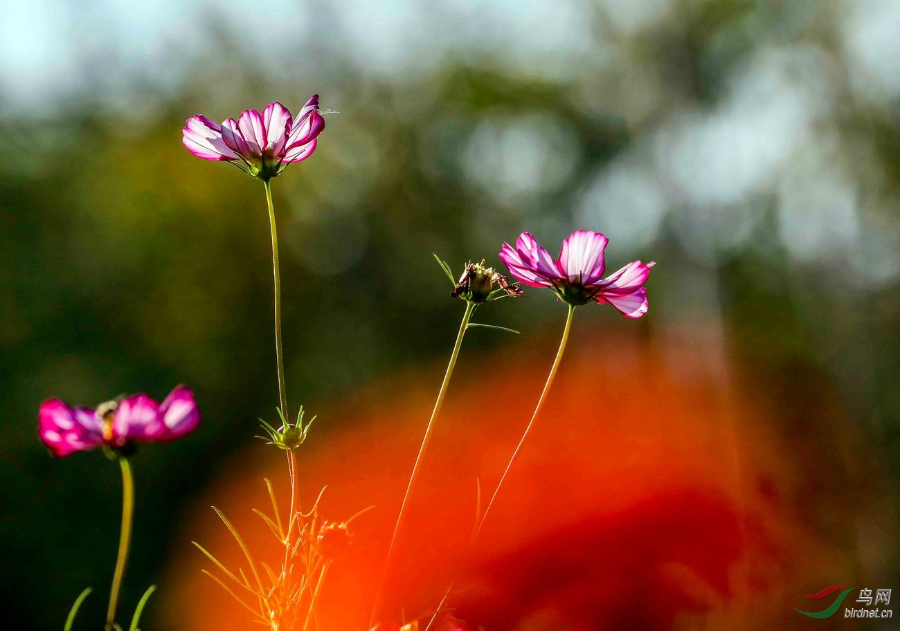 美丽的格桑花