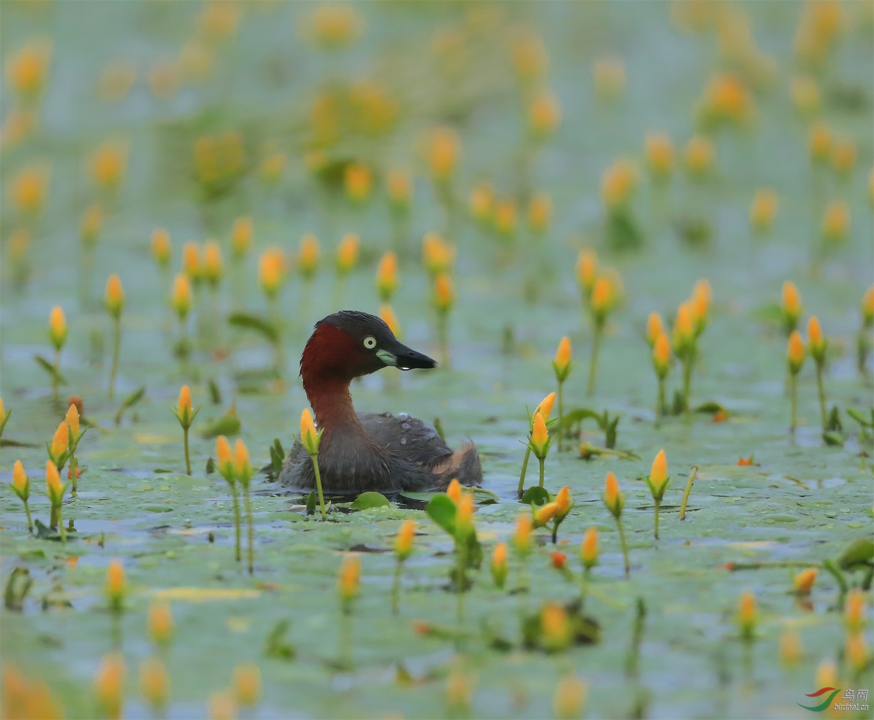 1 - ����.JPG