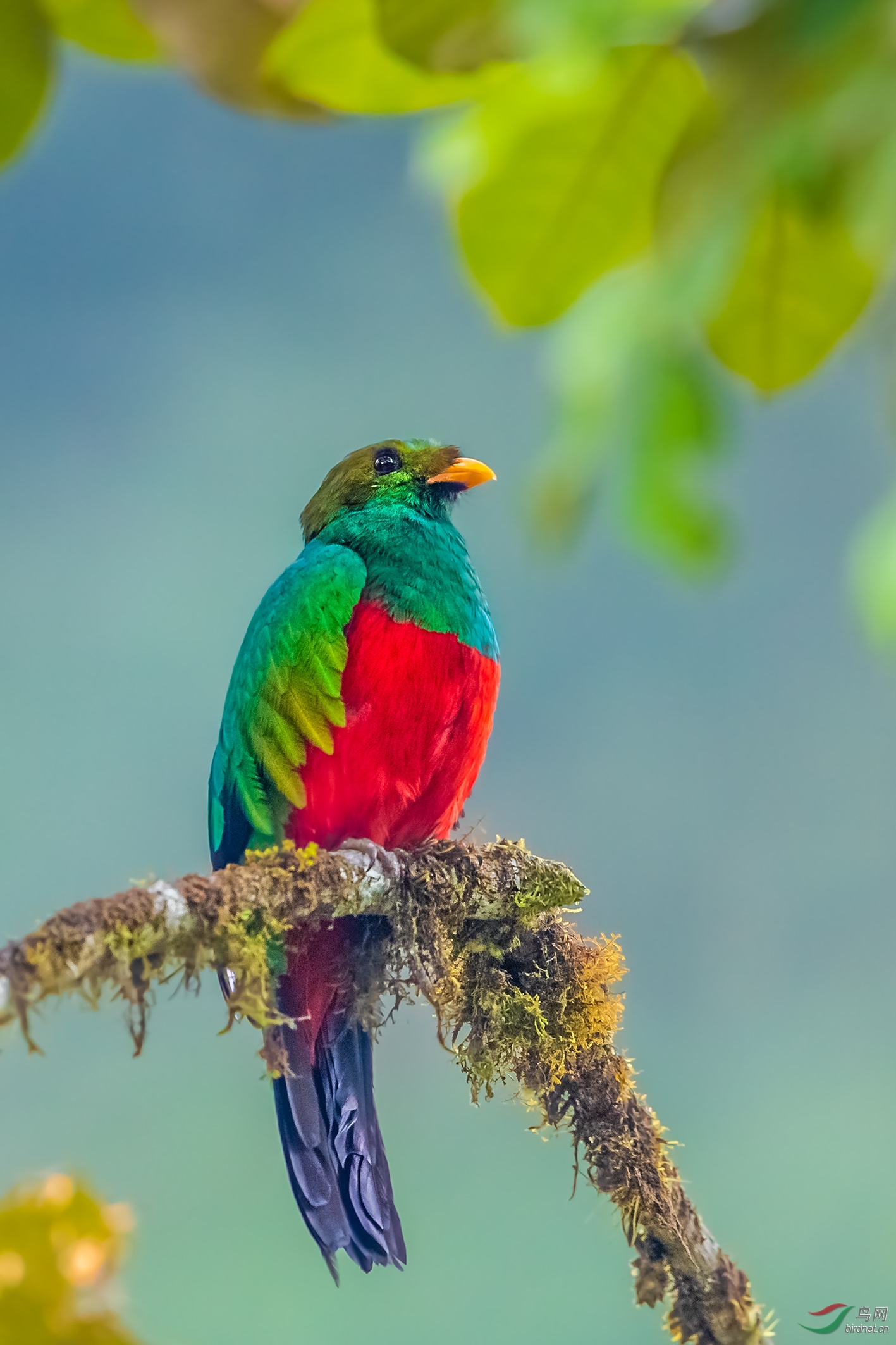 金头绿咬鹃贺荣获鸟类精华