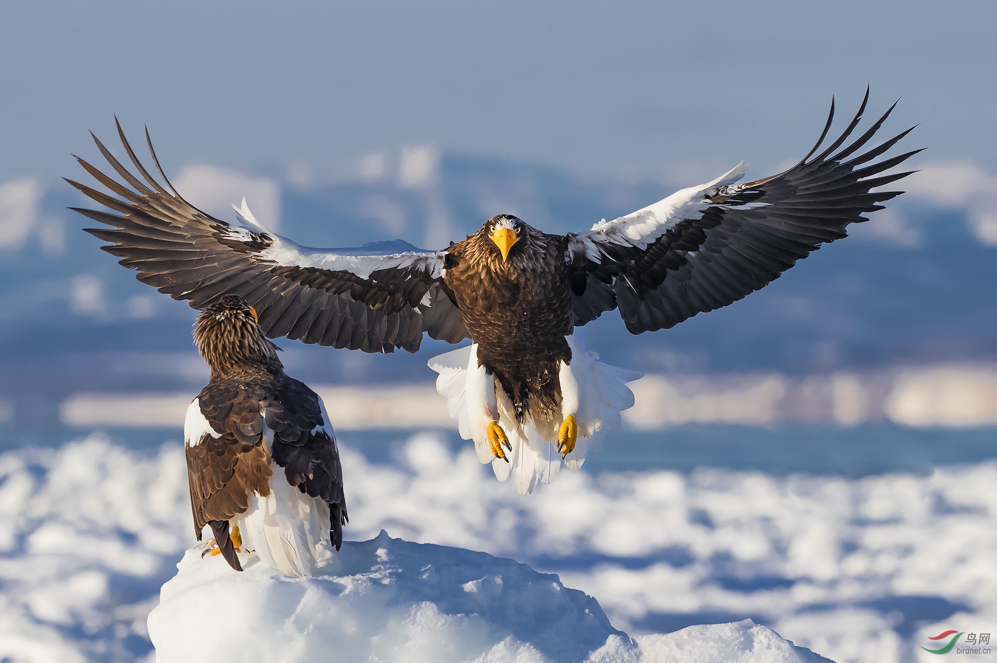 扑面而来——虎头海雕
