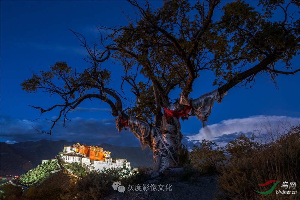 16������- Blessing tree��3�Σ�.jpg