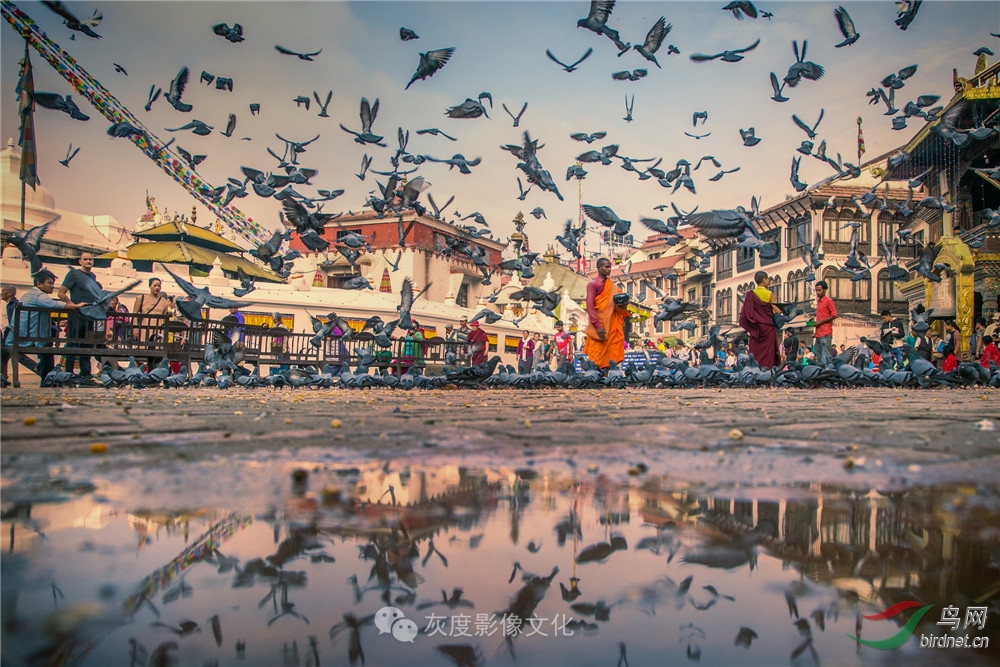 15���ɸ�-Free pigeon��1�Σ�.jpg