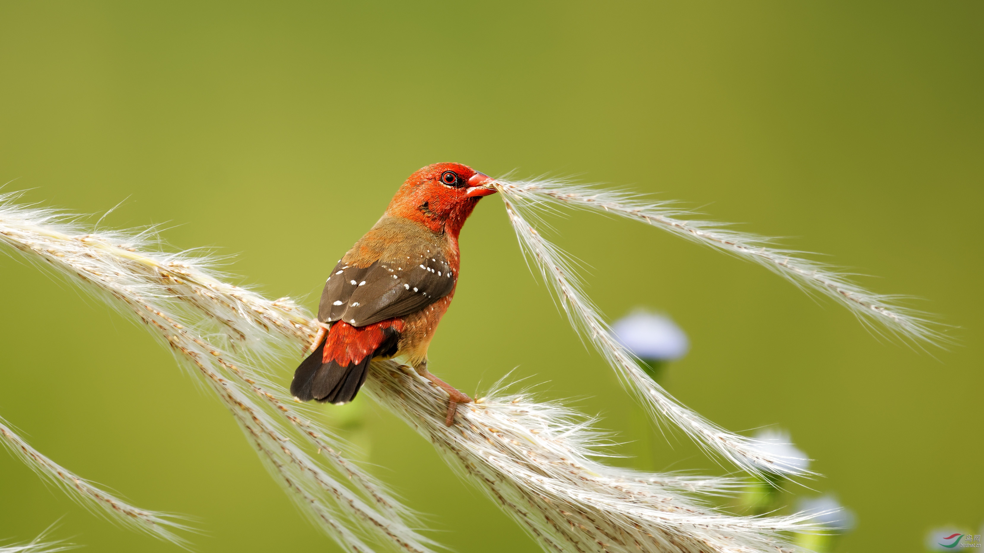 红梅花雀祝贺本版佳作祝贺获首页精华