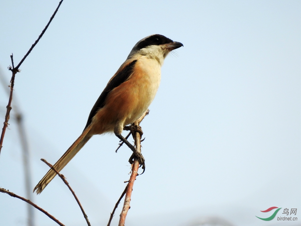 DSCN1913.JPG.jpg