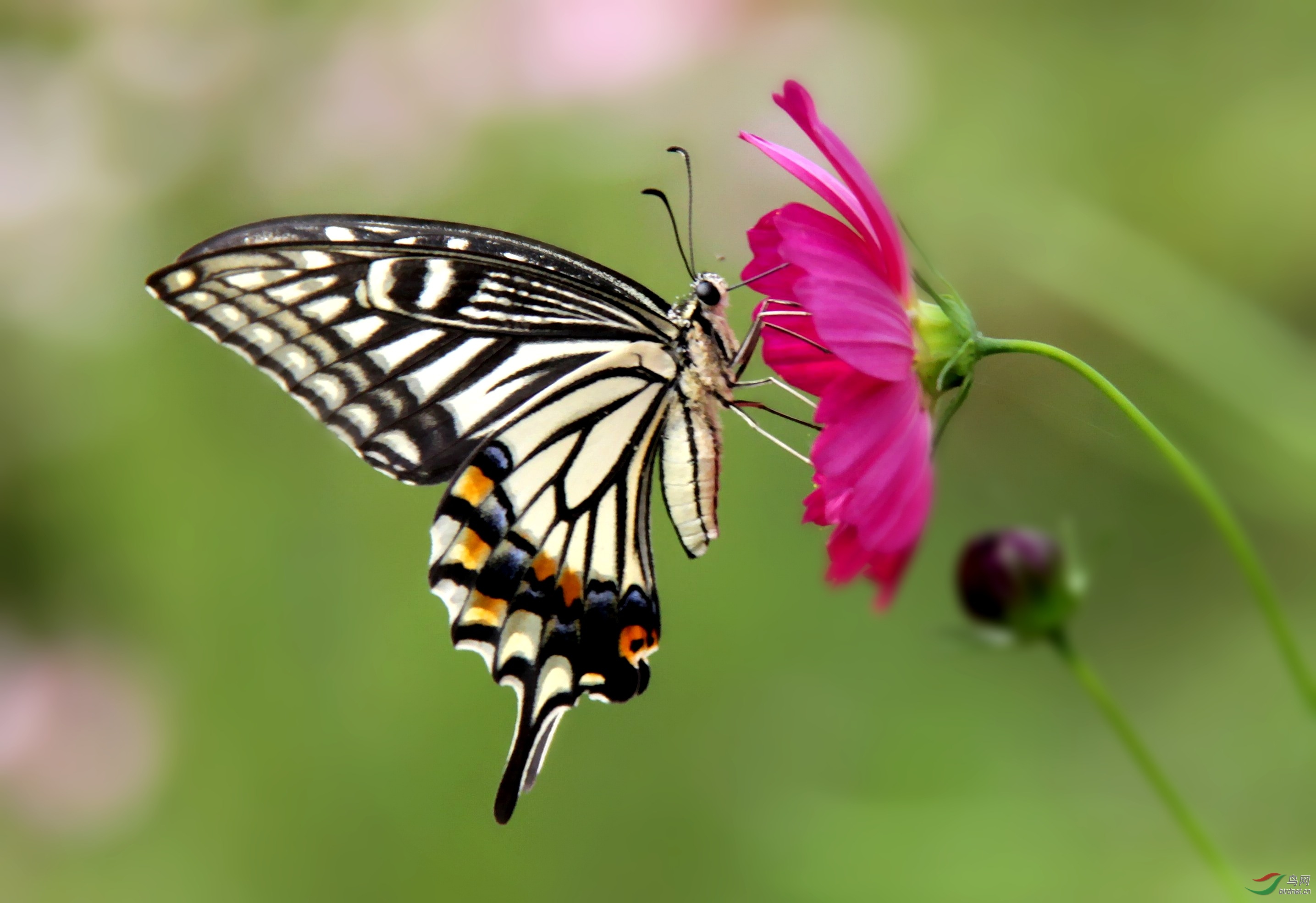 IMG_1496_conew2.jpg